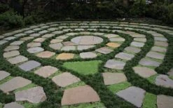 Kyoto Super Dwarf Mondo Grass - 3 Pack Of Pint Pots -Garden Plant Shop Grass Mondo Super Dwarf 2