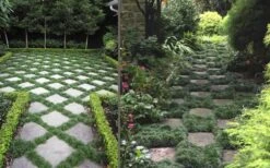 Kyoto Super Dwarf Mondo Grass - 3 Pack Of Pint Pots -Garden Plant Shop Grass Mondo Super Dwarf Combo