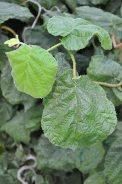 Harry Lauder's Walking Stick - Corylus Avellana 'Contorta' - 3 Gallon Pot 14 Harry Lauder's Walking Stick - Corylus Avellana 'Contorta' - 3 Gallon Pot -Garden Plant Shop Harry Lauder Walking Stick 12 1