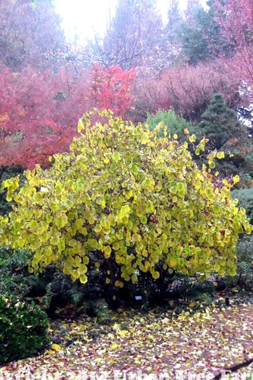 Harry Lauder's Walking Stick - Corylus Avellana 'Contorta' - 2 Gallon Pot 7 Harry Lauder's Walking Stick - Corylus Avellana 'Contorta' - 2 Gallon Pot - Image 7
