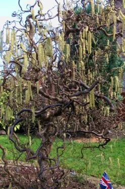 Harry Lauder's Walking Stick - Corylus Avellana 'Contorta' - 7 Gallon Pot 13 Harry Lauder's Walking Stick - Corylus Avellana 'Contorta' - 7 Gallon Pot -Garden Plant Shop Harry Lauder Walking Stick 16 3