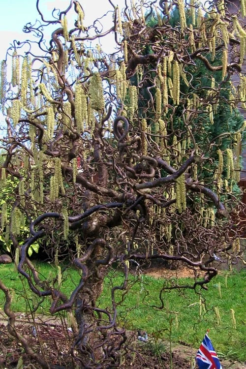 Harry Lauder's Walking Stick - Corylus Avellana 'Contorta' - 7 Gallon Pot 5 Harry Lauder's Walking Stick - Corylus Avellana 'Contorta' - 7 Gallon Pot - Image 5