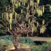 Harry Lauder's Walking Stick - Corylus Avellana 'Contorta' - 1 Gallon Pot