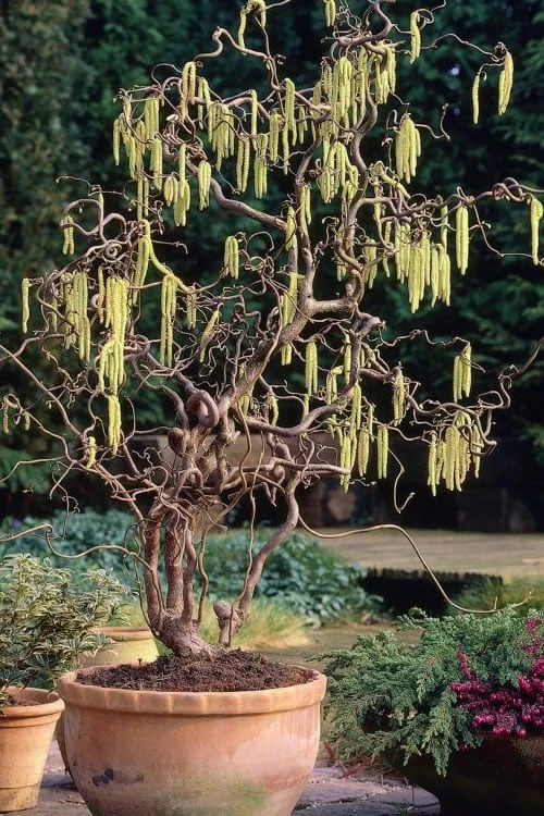 Harry Lauder's Walking Stick - Corylus Avellana 'Contorta' - 7 Gallon Pot 1 Harry Lauder's Walking Stick - Corylus Avellana 'Contorta' - 7 Gallon Pot