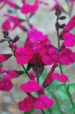 Heatwave Brilliance Salvia (Sage) - 1 Gallon Pot -Garden Plant Shop Heatwave Brilliance Salvia 500x750 1