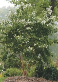 Temple Of Bloom Seven-son Flower (Heptacodium Miconioides) - 3 Gallon Pot -Garden Plant Shop Heptacodium Temple Of Bloom 3 2