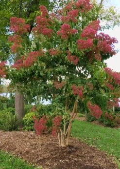 Temple Of Bloom Seven-son Flower (Heptacodium Miconioides) - 5 Gallon Pot -Garden Plant Shop Heptacodium Temple Of Bloom 8