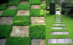 Dwarf Rupturewort Green Carpet (Herniaria Glabra) - 10 Pack Of Pint Pots 10 Dwarf Rupturewort Green Carpet (Herniaria Glabra) - 10 Pack Of Pint Pots -Garden Plant Shop Herniaria Dwarf Rutpurewort 2 2