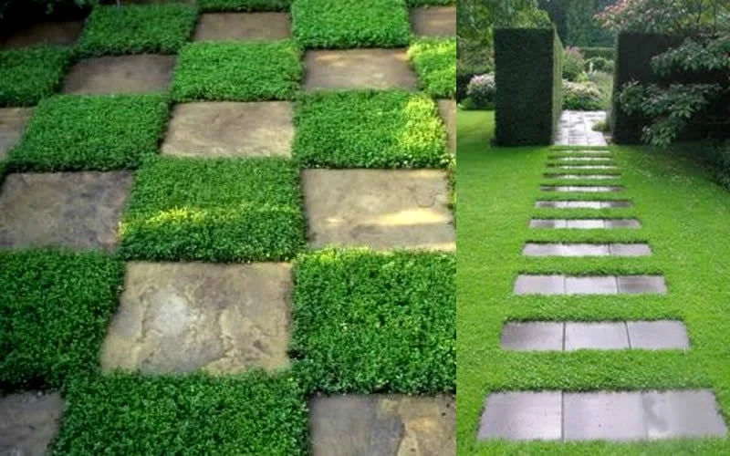 Dwarf Rupturewort Green Carpet (Herniaria Glabra) - 10 Pack Of Pint Pots 5 Dwarf Rupturewort Green Carpet (Herniaria Glabra) - 10 Pack Of Pint Pots - Image 5