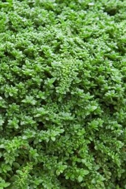 Dwarf Rupturewort Green Carpet - Herniaria Glabra - 5 Pack Of Pint Pots -Garden Plant Shop Herniaria Dwarf Rutpurewort 20