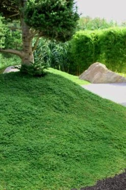 Dwarf Rupturewort Green Carpet (Herniaria Glabra) - 5 Pack Of Quart Pots -Garden Plant Shop Herniaria Dwarf Rutpurewort 25 1