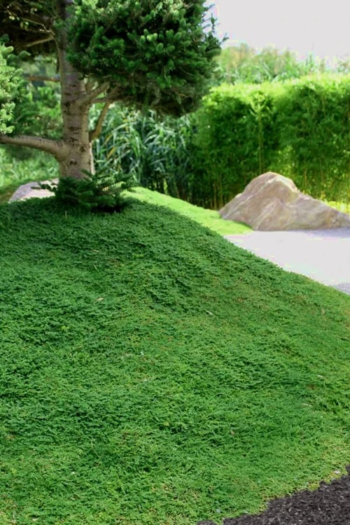 Dwarf Rupturewort Green Carpet (Herniaria Glabra) - 10 Pack Of Pint Pots 6 Dwarf Rupturewort Green Carpet (Herniaria Glabra) - 10 Pack Of Pint Pots - Image 6