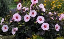 Summerific Perfect Storm Hibiscus (Rose Mallow) - 1 Gallon Pot -Garden Plant Shop Hibiscus Perfect Storm 3