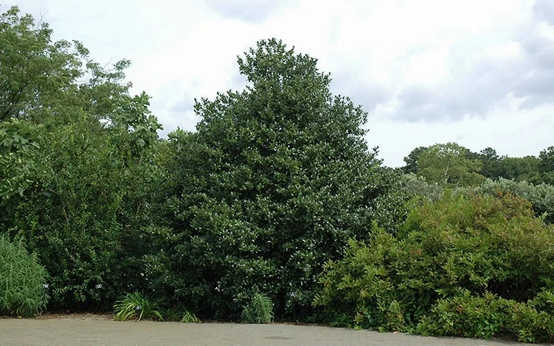 Emily Bruner Pyramidal Holly - 7 Gallon Pot (3-4') 8 Emily Bruner Pyramidal Holly - 7 Gallon Pot (3-4') - Image 8