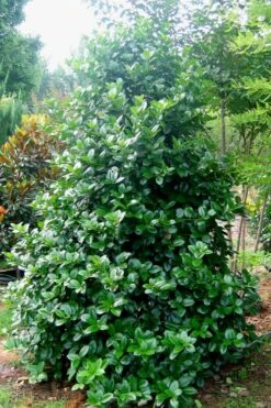 Emily Bruner Pyramidal Holly - 7 Gallon Pot (4-5') 13 Emily Bruner Pyramidal Holly - 7 Gallon Pot (4-5') -Garden Plant Shop Holly Emily Bruner 3 2