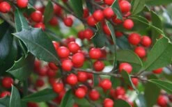 Foster's No. 2 Holly - 7 Gallon Pot (3-4') 9 Foster's No. 2 Holly - 7 Gallon Pot (3-4') -Garden Plant Shop Holly Fosteri Berries Foliage 1