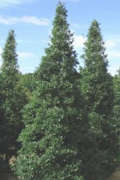 Foster's No. 2 Holly - 7 Gallon Pot (3-4') 8 Foster's No. 2 Holly - 7 Gallon Pot (3-4') -Garden Plant Shop Holly Fosters No 2 500x750 2