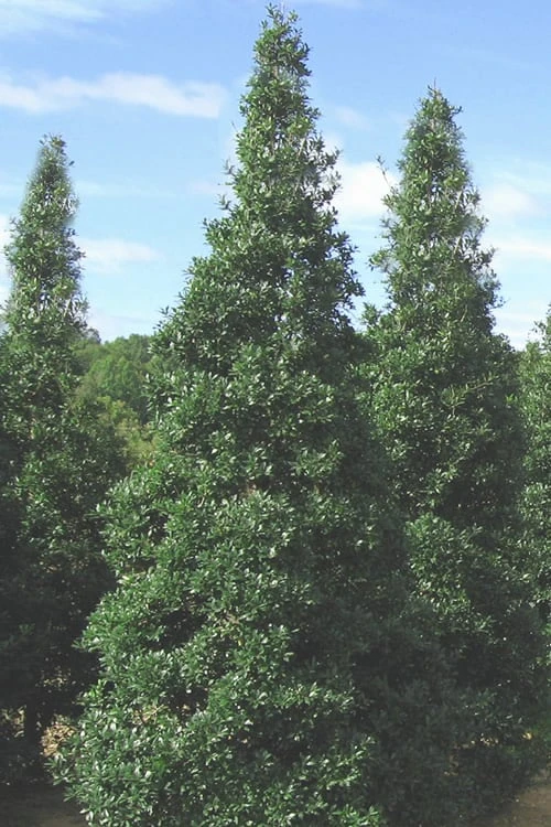 Foster's No. 2 Holly - 7 Gallon Pot (3-4') 4 Foster's No. 2 Holly - 7 Gallon Pot (3-4') - Image 4