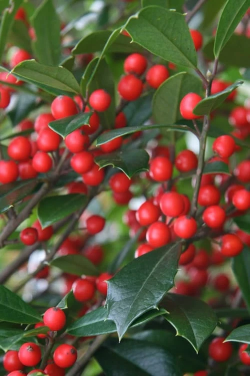 Foster's No. 2 Holly - 7 Gallon Pot (3-4') 1 Foster's No. 2 Holly - 7 Gallon Pot (3-4')