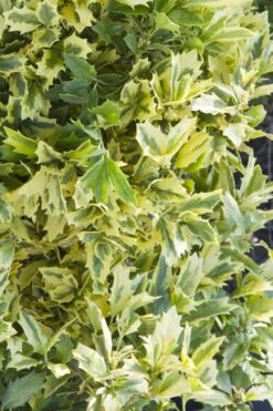 Golden Oakland Holly - 3 Gallon Pot -Garden Plant Shop Holly Golden Oakland 1