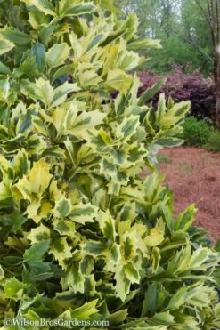 Golden Oakland Holly - 3 Gallon Pot -Garden Plant Shop Holly Golden Oakland 2