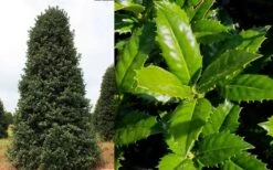 Mary Nell Holly - 1 Gallon Pot -Garden Plant Shop Holly Mary Nell 1