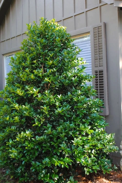 Mary Nell Holly - 6 Pack Of 1 Gallon Pots 1 Mary Nell Holly - 6 Pack Of 1 Gallon Pots