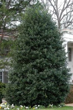 Nellie R. Stevens Holly - 1 Gallon Pot -Garden Plant Shop Holly Nellie Stephens 10 2