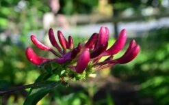 Peaches & Cream Fragrant Honeysuckle - Lonicera Periclymenum - 2 Gallon Pot 11 Peaches & Cream Fragrant Honeysuckle - Lonicera Periclymenum - 2 Gallon Pot -Garden Plant Shop Honeysuckle Peaches And Cream 10 1