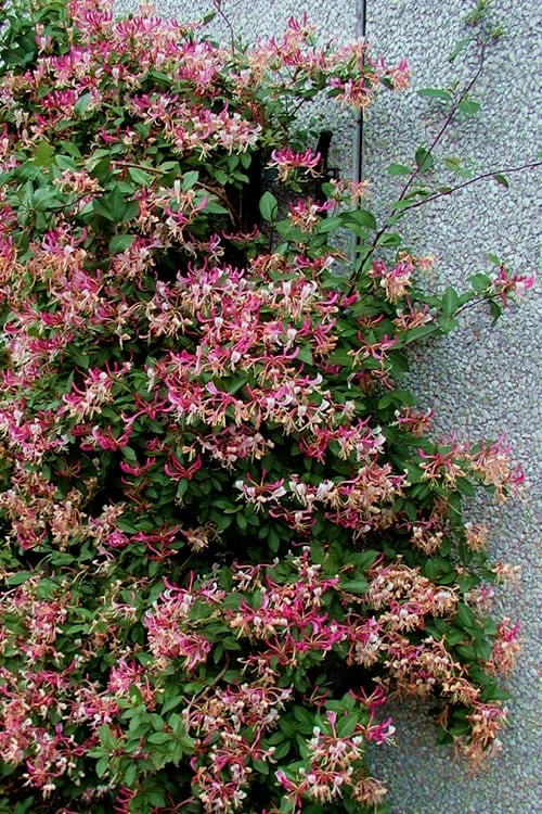 Peaches & Cream Fragrant Honeysuckle - Lonicera Periclymenum - 2 Gallon Pot 7 Peaches & Cream Fragrant Honeysuckle - Lonicera Periclymenum - 2 Gallon Pot - Image 7