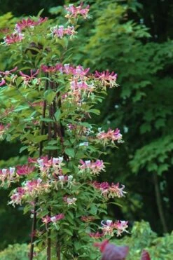 Peaches & Cream Fragrant Honeysuckle - Lonicera Periclymenum - 2 Gallon Pot 12 Peaches & Cream Fragrant Honeysuckle - Lonicera Periclymenum - 2 Gallon Pot -Garden Plant Shop Honeysuckle Peaches And Cream 13 1