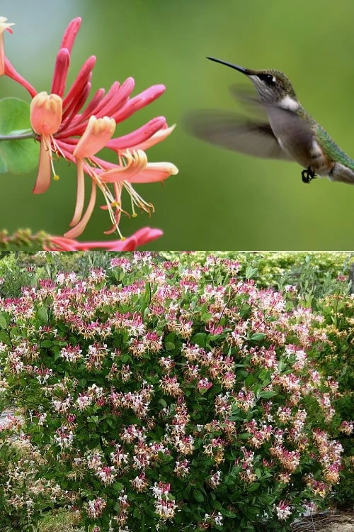 Peaches & Cream Fragrant Honeysuckle - Lonicera Periclymenum - 3 Gallon Pot 4 Peaches & Cream Fragrant Honeysuckle - Lonicera Periclymenum - 3 Gallon Pot - Image 4