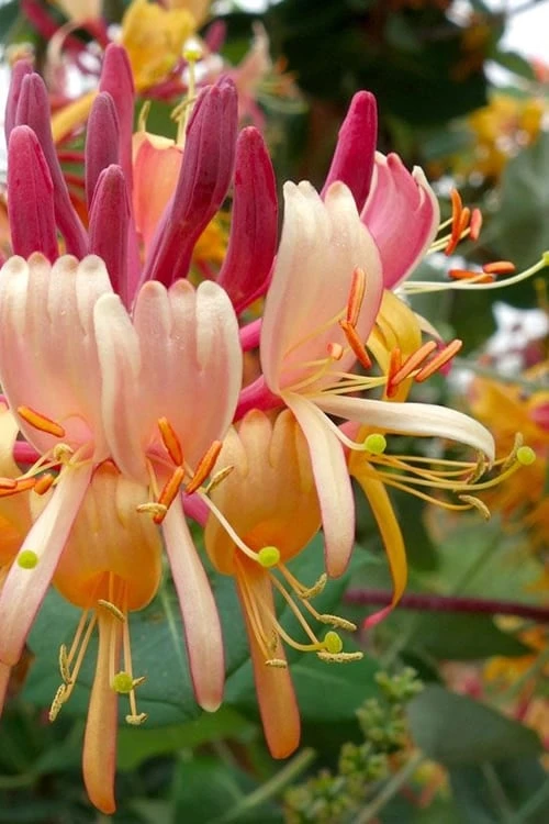 Peaches & Cream Fragrant Honeysuckle - Lonicera Periclymenum - 2 Gallon Pot 1 Peaches & Cream Fragrant Honeysuckle - Lonicera Periclymenum - 2 Gallon Pot