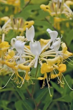 Scentsation Fragrant Yellow Honeysuckle - Lonicera Periclymenum - 3 Gallon Pot 11 Scentsation Fragrant Yellow Honeysuckle - Lonicera Periclymenum - 3 Gallon Pot -Garden Plant Shop Honeysuckle Scentsation 1