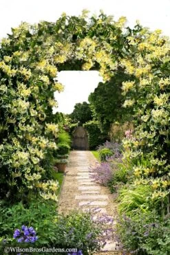 Scentsation Fragrant Yellow Honeysuckle - Lonicera Periclymenum - 3 Gallon Pot 12 Scentsation Fragrant Yellow Honeysuckle - Lonicera Periclymenum - 3 Gallon Pot -Garden Plant Shop Honeysuckle Scentsation 10