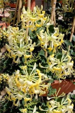 Scentsation Fragrant Yellow Honeysuckle - Lonicera Periclymenum - 3 Gallon Pot 15 Scentsation Fragrant Yellow Honeysuckle - Lonicera Periclymenum - 3 Gallon Pot -Garden Plant Shop Honeysuckle Scentsation 2