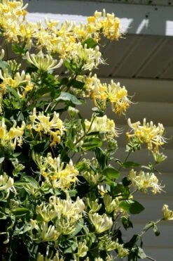Scentsation Fragrant Yellow Honeysuckle - Lonicera Periclymenum - 3 Gallon Pot 14 Scentsation Fragrant Yellow Honeysuckle - Lonicera Periclymenum - 3 Gallon Pot -Garden Plant Shop Honeysuckle Scentsation 3