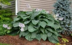 Empress Wu Giant Hosta Lily - 2 Gallon Pot 11 Empress Wu Giant Hosta Lily - 2 Gallon Pot -Garden Plant Shop Hosta Empress Wu 20