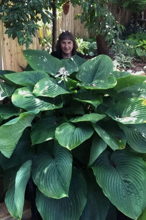Empress Wu Giant Hosta Lily - 2 Gallon Pot 1 Empress Wu Giant Hosta Lily - 2 Gallon Pot