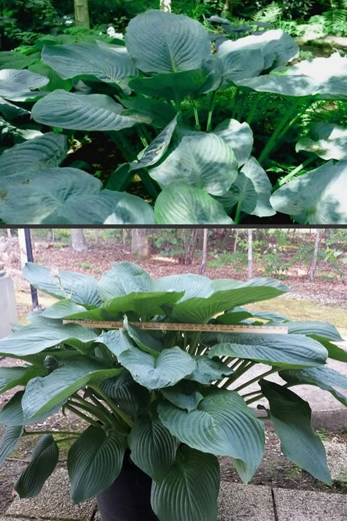 Empress Wu Giant Hosta Lily - 2 Gallon Pot 6 Empress Wu Giant Hosta Lily - 2 Gallon Pot - Image 6