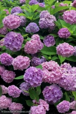 All Summer Beauty Hydrangea - 3 Gallon Pot -Garden Plant Shop Hydrangea All Summer Beauty 1