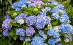 All Summer Beauty Hydrangea - 3 Gallon Pot -Garden Plant Shop Hydrangea All Summer Beauty 4