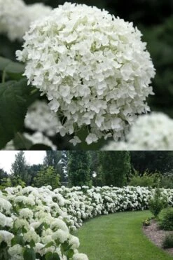 Annabelle Hydrangea - 3 Gallon Pot -Garden Plant Shop Hydrangea Annabelle 1 500x750 1