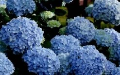 Big Daddy Hydrangea - 2 Gallon Pot 9 Big Daddy Hydrangea - 2 Gallon Pot -Garden Plant Shop Hydrangea Big Daddy