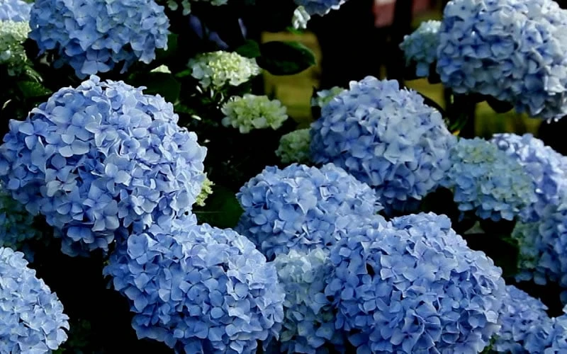 Big Daddy Hydrangea - 3 Gallon Pot 5 Big Daddy Hydrangea - 3 Gallon Pot - Image 5