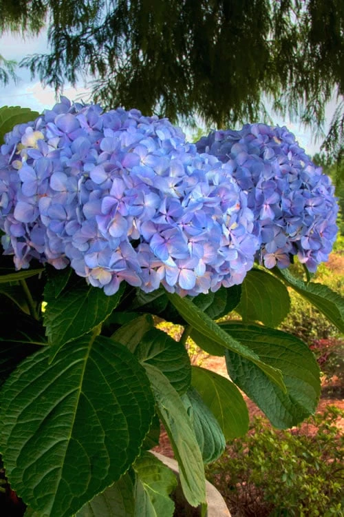 Big Daddy Hydrangea - 1 Gallon Pot 4 Big Daddy Hydrangea - 1 Gallon Pot - Image 4