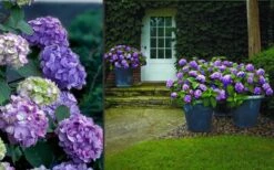 Bloomstruck Endless Summer Hydrangea - 2 Gallon Pot 10 Bloomstruck Endless Summer Hydrangea - 2 Gallon Pot -Garden Plant Shop Hydrangea Bloomstruck 2