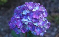 Bloomstruck Endless Summer Hydrangea - 2 Gallon Pot 9 Bloomstruck Endless Summer Hydrangea - 2 Gallon Pot -Garden Plant Shop Hydrangea Bloomstruck Bloom
