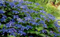 Bluebird Hydrangea - 1 Gallon Pot -Garden Plant Shop Hydrangea Bluebird 3 2
