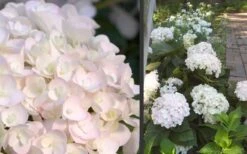 Blushing Bride Endless Summer Hydrangea - 2 Gallon Pot -Garden Plant Shop Hydrangea Blushing Bride 1